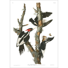 Load image into Gallery viewer, Ivory-Billed Woodpecker Print by John Audubon
