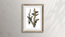 Load image into Gallery viewer, Ivory-Billed Woodpecker Print by John Audubon