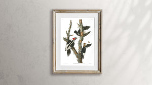 Ivory-Billed Woodpecker Print by John Audubon