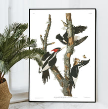 Load image into Gallery viewer, Ivory-Billed Woodpecker Print by John Audubon