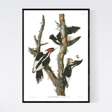 Load image into Gallery viewer, Ivory-Billed Woodpecker Print by John Audubon