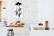 Load image into Gallery viewer, Ivory-Billed Woodpecker Print by John Audubon