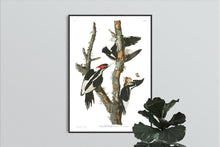 Load image into Gallery viewer, Ivory-Billed Woodpecker Print by John Audubon