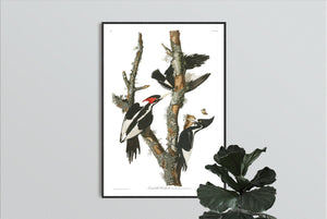 Ivory-Billed Woodpecker Print by John Audubon