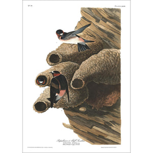 Republican or Cliff Swallow Print by John Audubon