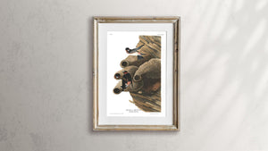 Republican or Cliff Swallow Print by John Audubon
