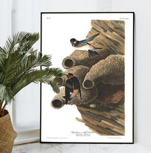 Load image into Gallery viewer, Republican or Cliff Swallow Print by John Audubon