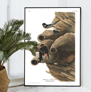 Republican or Cliff Swallow Print by John Audubon