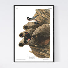 Load image into Gallery viewer, Republican or Cliff Swallow Print by John Audubon
