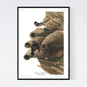 Republican or Cliff Swallow Print by John Audubon