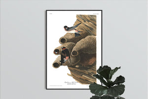 Republican or Cliff Swallow Print by John Audubon