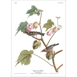 Bay-Breasted Warbler Print by John Audubon