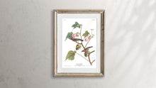 Load image into Gallery viewer, Bay-Breasted Warbler Print by John Audubon