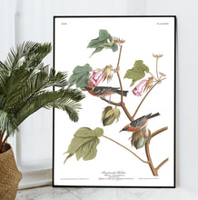 Load image into Gallery viewer, Bay-Breasted Warbler Print by John Audubon