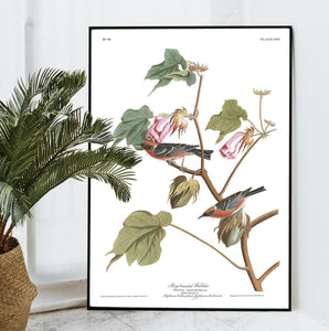 Bay-Breasted Warbler Print by John Audubon