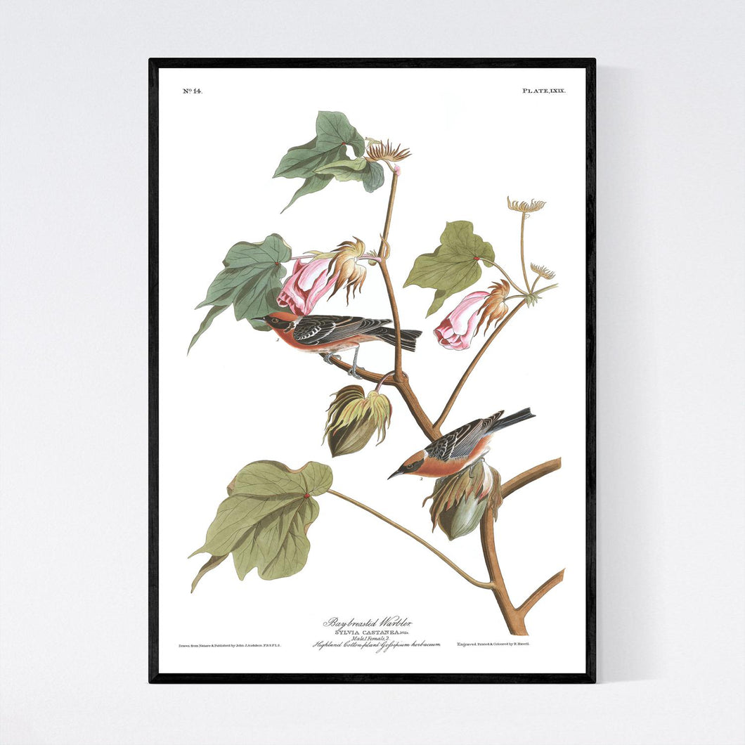 Bay-Breasted Warbler Print by John Audubon