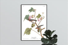 Load image into Gallery viewer, Bay-Breasted Warbler Print by John Audubon