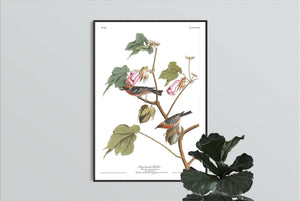 Bay-Breasted Warbler Print by John Audubon
