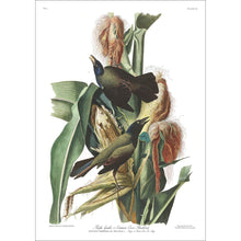 Load image into Gallery viewer, Purple Grakle or Common Crow Blackbird Print by John Audubon