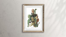 Load image into Gallery viewer, Purple Grakle or Common Crow Blackbird Print by John Audubon