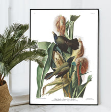 Load image into Gallery viewer, Purple Grakle or Common Crow Blackbird Print by John Audubon