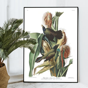Purple Grakle or Common Crow Blackbird Print by John Audubon