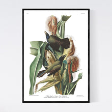 Load image into Gallery viewer, Purple Grakle or Common Crow Blackbird Print by John Audubon