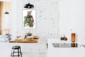 Purple Grakle or Common Crow Blackbird Print by John Audubon
