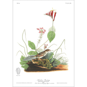 Henslow's Bunting Print by John Audubon