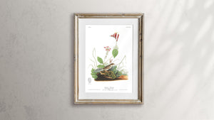 Henslow's Bunting Print by John Audubon