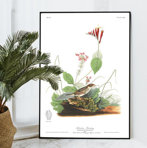 Henslow's Bunting Print by John Audubon
