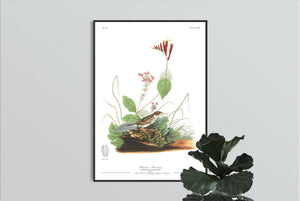 Henslow's Bunting Print by John Audubon