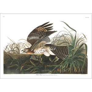 Winter Hawk Print by John Audubon