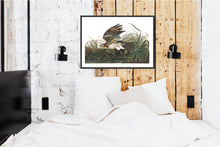 Load image into Gallery viewer, Winter Hawk Print by John Audubon
