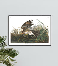 Load image into Gallery viewer, Winter Hawk Print by John Audubon