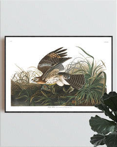 Winter Hawk Print by John Audubon