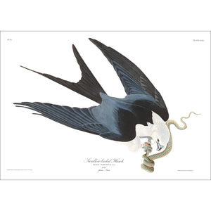 Swallow-Tailed Hawk Print by John Audubon