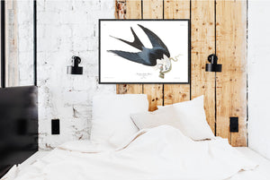 Swallow-Tailed Hawk Print by John Audubon
