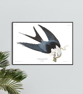 Swallow-Tailed Hawk Print by John Audubon