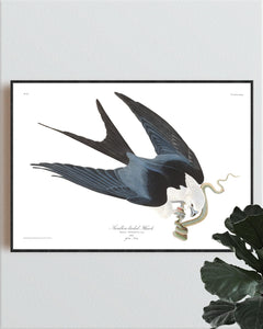 Swallow-Tailed Hawk Print by John Audubon