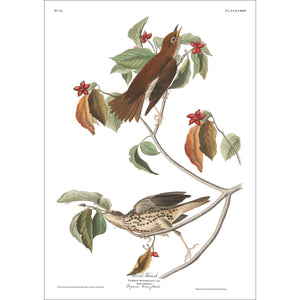 Wood Thrush Print by John Audubon