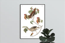 Load image into Gallery viewer, Wood Thrush Print by John Audubon