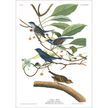 Load image into Gallery viewer, Indigo Bird Print by John Audubon