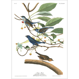 Indigo Bird Print by John Audubon