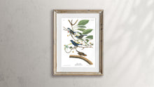 Load image into Gallery viewer, Indigo Bird Print by John Audubon
