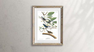 Indigo Bird Print by John Audubon