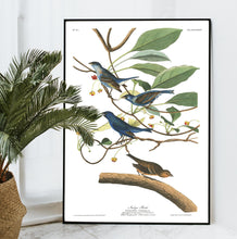 Load image into Gallery viewer, Indigo Bird Print by John Audubon