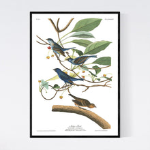 Load image into Gallery viewer, Indigo Bird Print by John Audubon