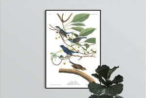 Indigo Bird Print by John Audubon