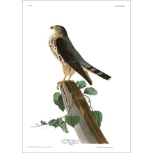 Load image into Gallery viewer, Le Petit Caporal Print by John Audubon